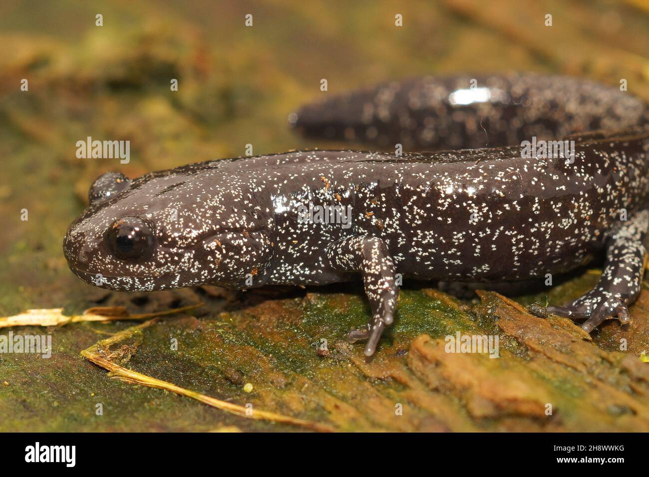 Closeup on a white speckled subadult Ishizuchi salamander, Hynobius hirosei Stock Photo