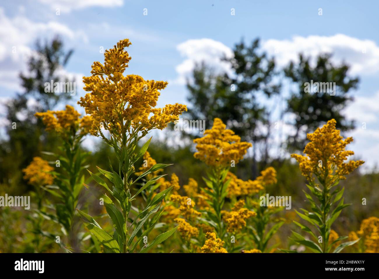 Beautiful wildflowers display their colorful blooms on midwest prairie