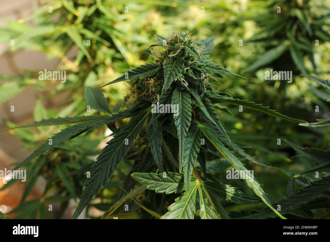 Cannabis background. Blooming weed buds with trichomes. Green marijuana