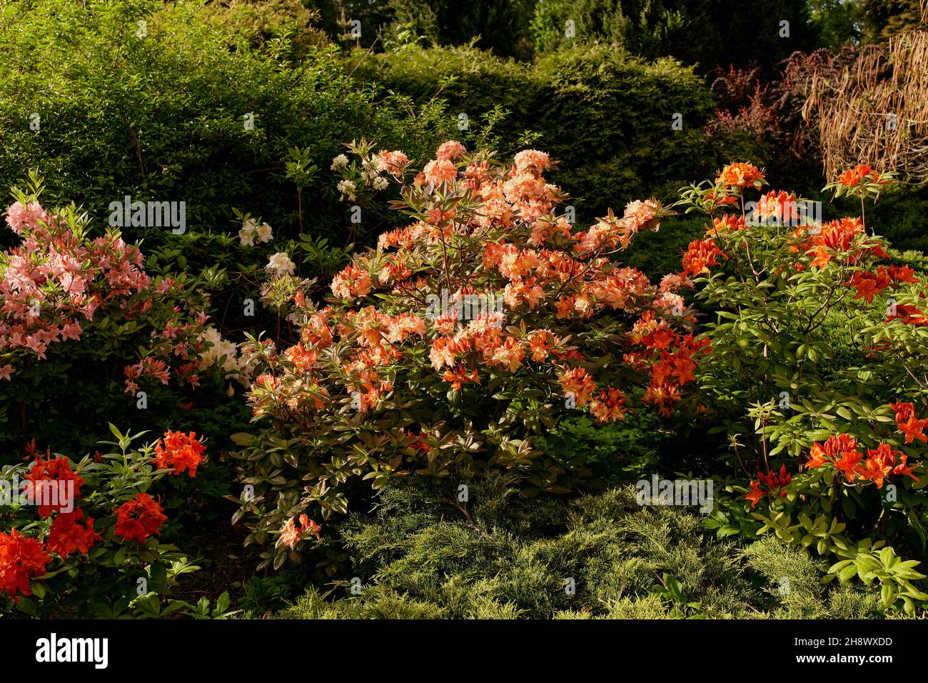 Flowers in Japanese garden for natural background Stock Photo