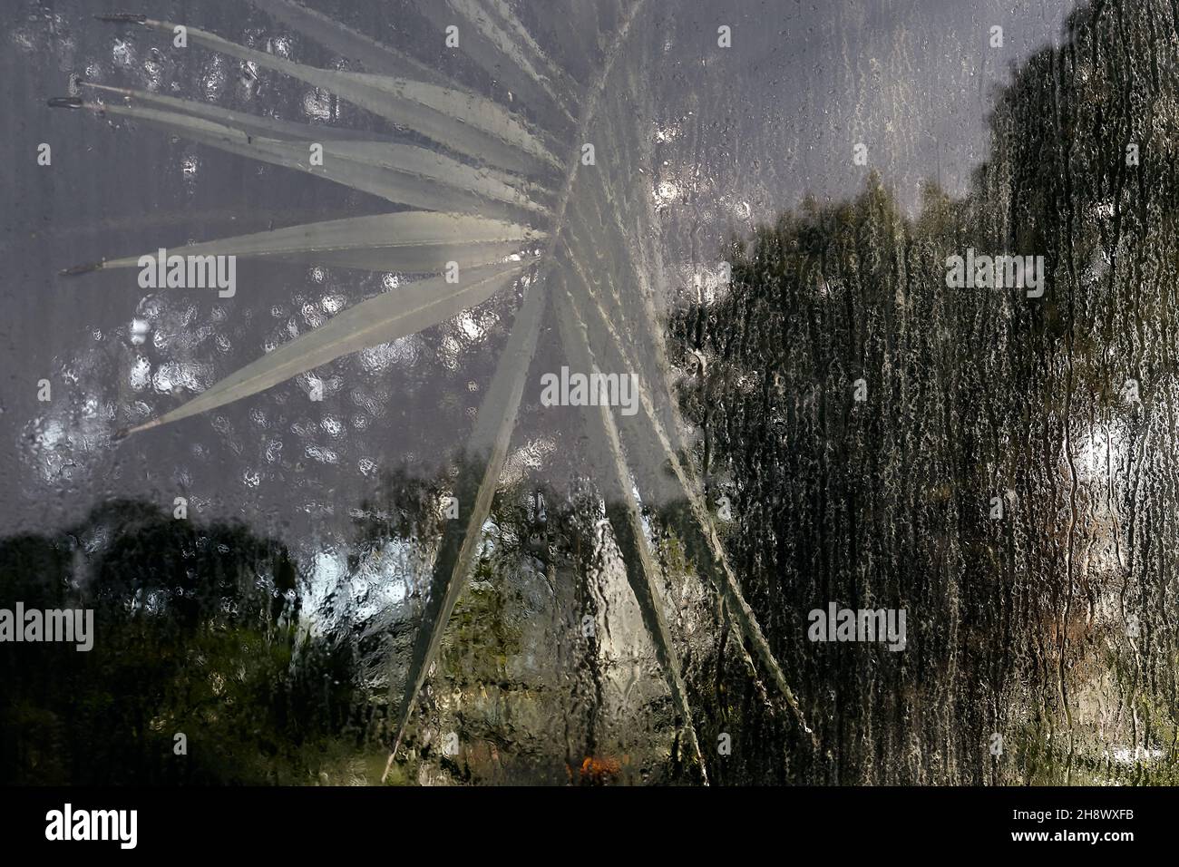 Jungle leaves hi-res stock photography and images - Alamy