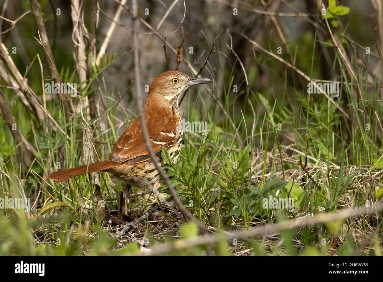 Small brown trasher bird on the ground on a spring morning Stock Photo
