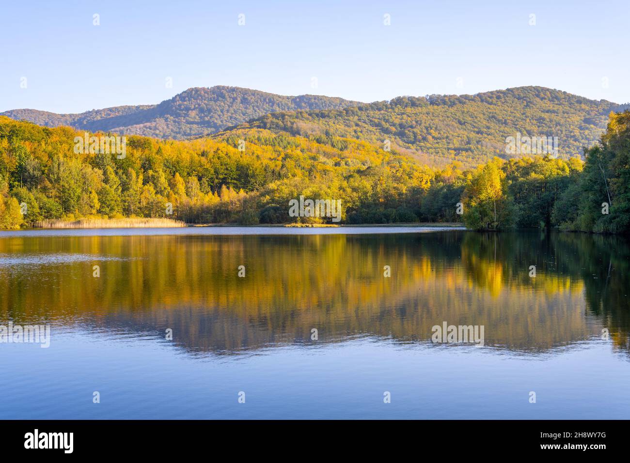 Autumn beech forest reflecter in the water Stock Photo