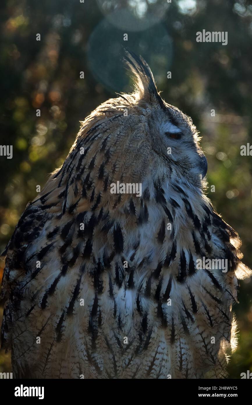 Eagle Owl (Bubo bubo) (half-length portrait ) sits in bright sun its eyes narrowed. Perhaps owl not only reduces load on retina, but also hides visibl Stock Photo