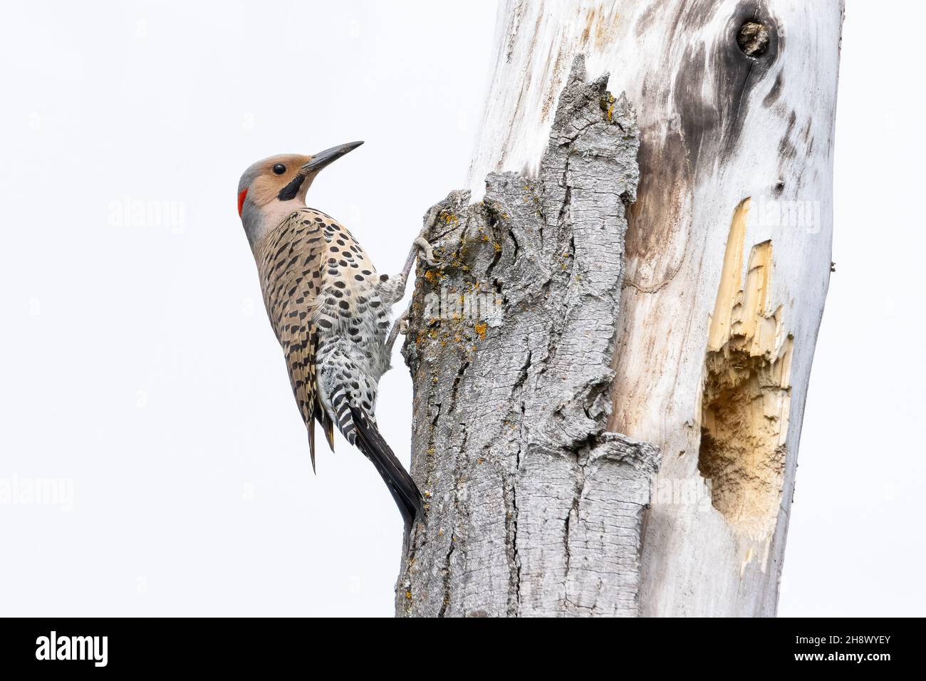Male Northern Flicker bird hanging on a tree Stock Photo