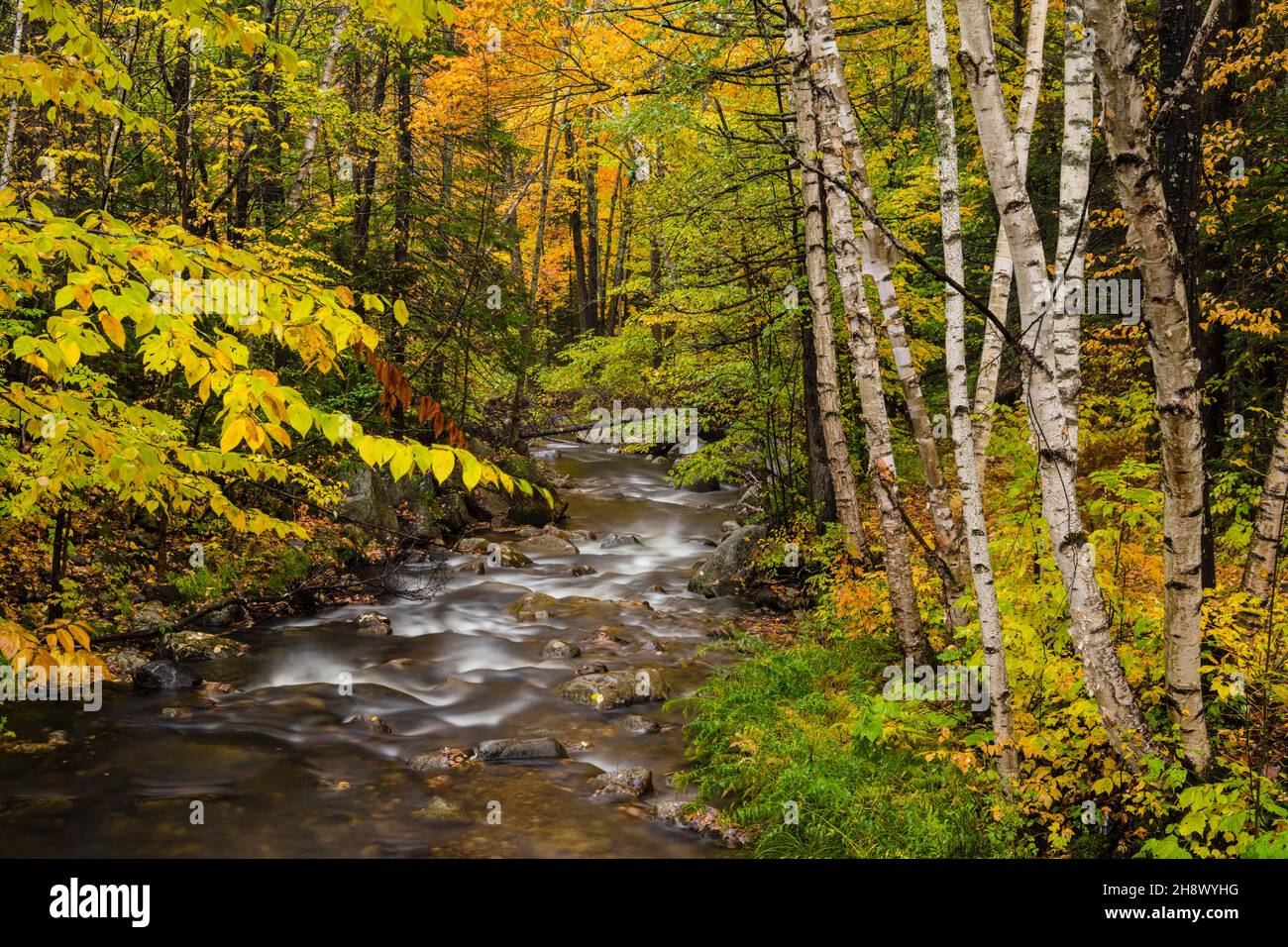 Autumn trees along the shore of Moose Creek, Moose Creek State Park, New Hampshire, USA Stock Photo