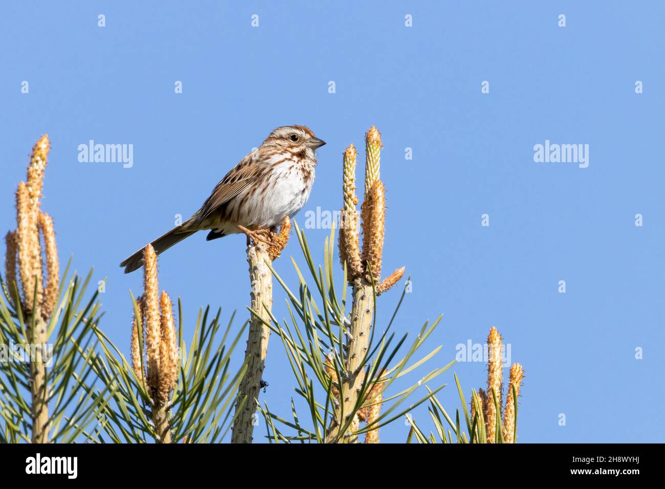 Small song sparrow perched on a top of a pine tree with clear blue sky Stock Photo