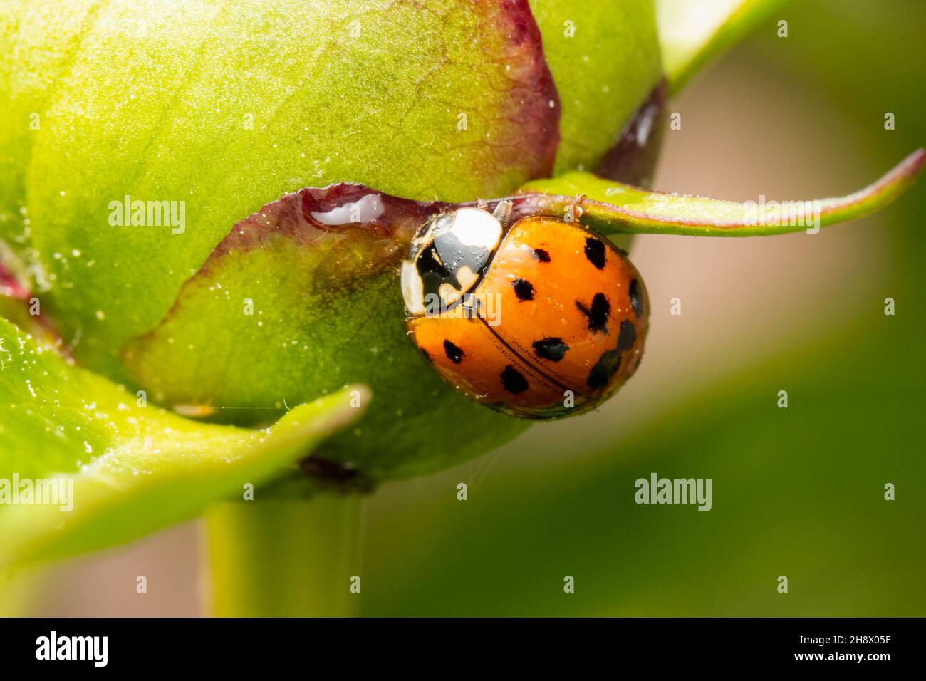 Small ladybug feeding on a peony button Stock Photo