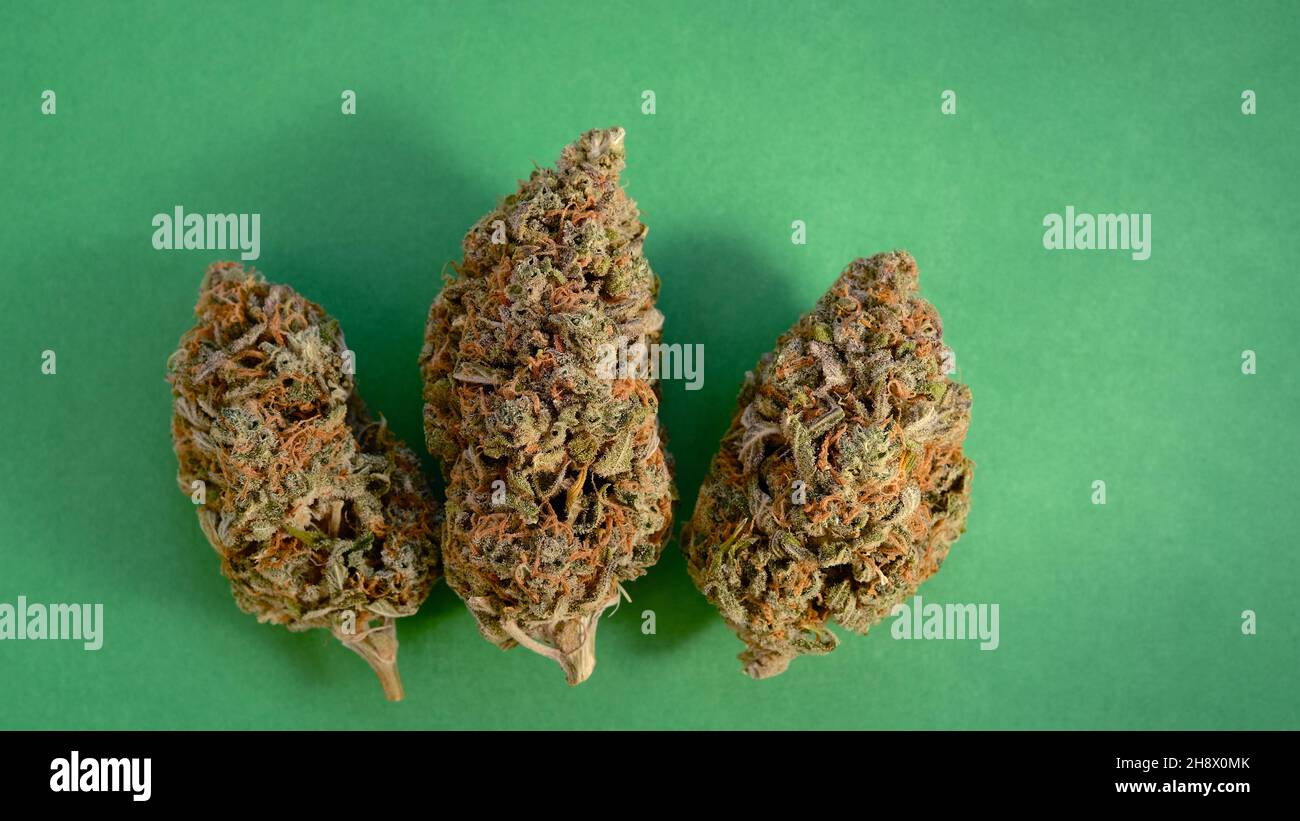 Bigfoot passing through Organic Hemp field 'Lifter' strain 'Cannabis  sativa', pm light Stock Photo - Alamy