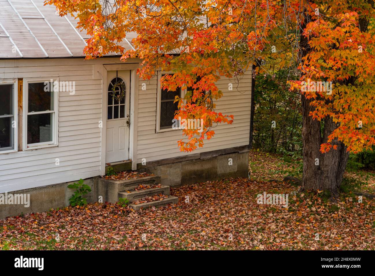 Autumn maple overhanging a roadside house, Jackson, New Hampshire, USA Stock Photo