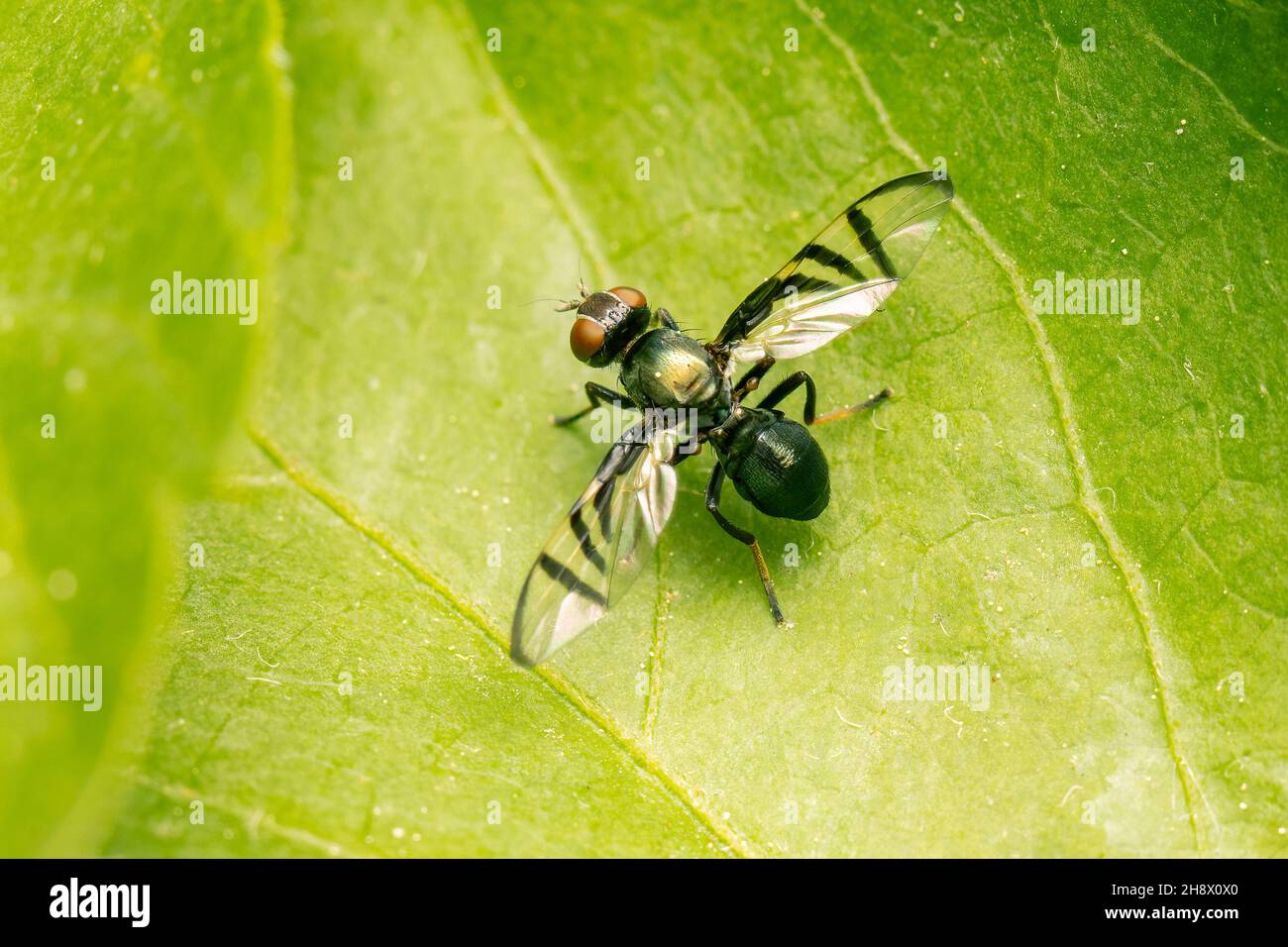 Very small fly on a green leaf with copy space Stock Photo