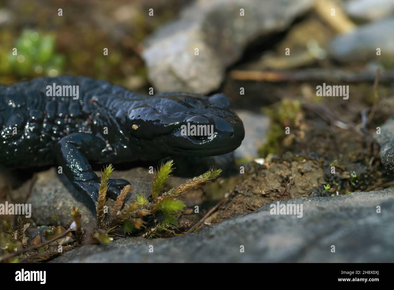 Closeup on an adult black Alpine salamander, Salamandra atra sitting Stock Photo