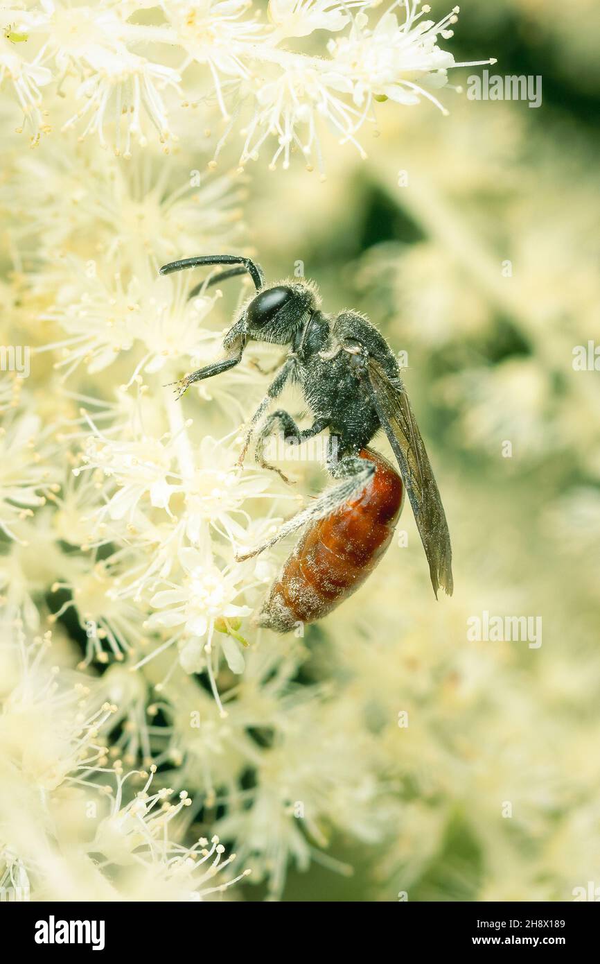 Small Sphecodes bee gathering pollen on white flowers with blurred background Stock Photo