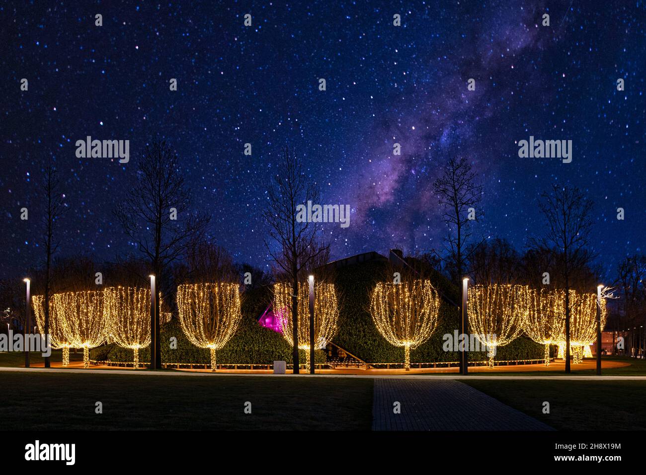 Illuminated trees in a park Stock Photo