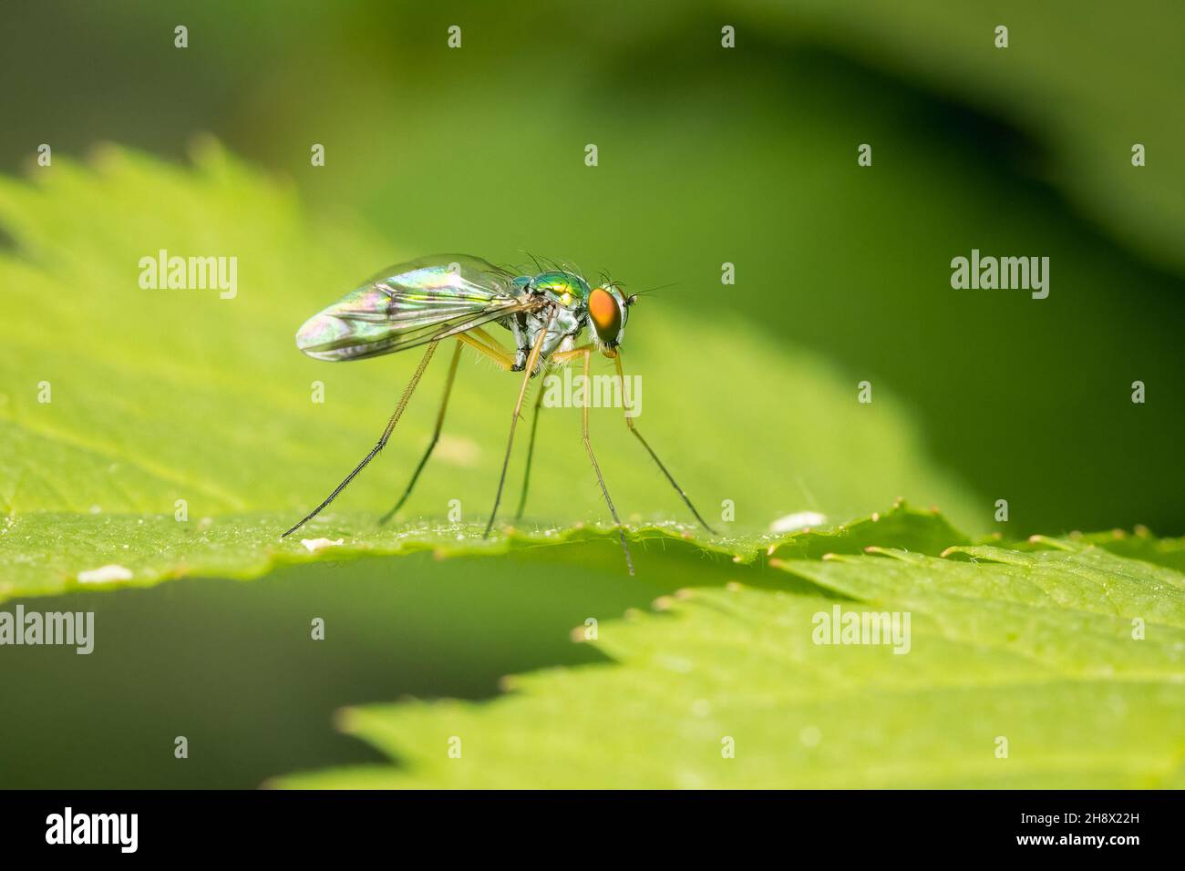 Small Dolichopodidae fly looking for a prey on a green leaf and blurred background Stock Photo
