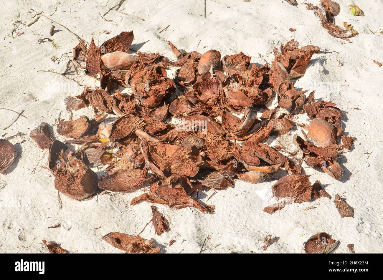 Coconut peel in the sand under the sun Stock Photo