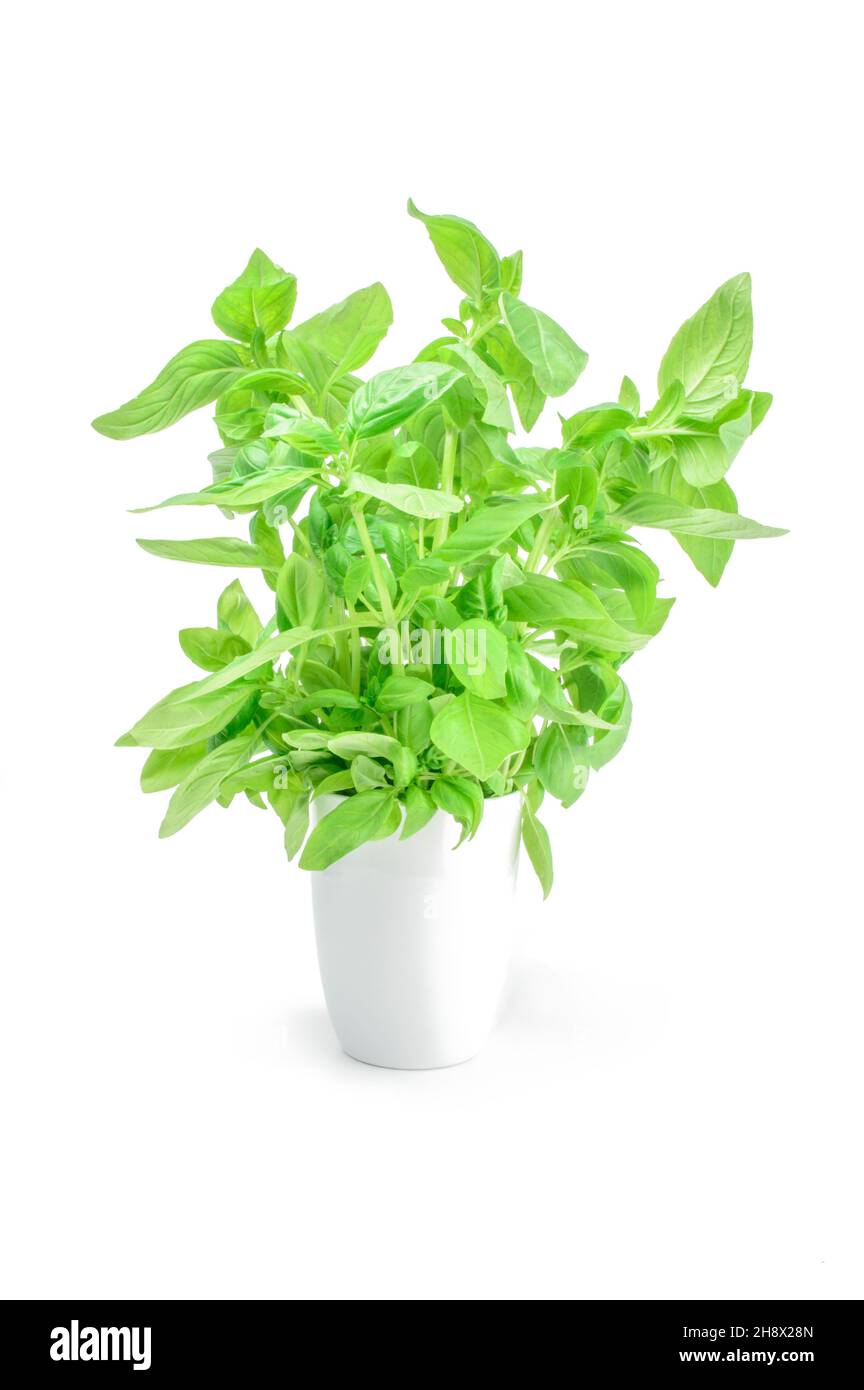 Green basil isolated on the white background Stock Photo - Alamy