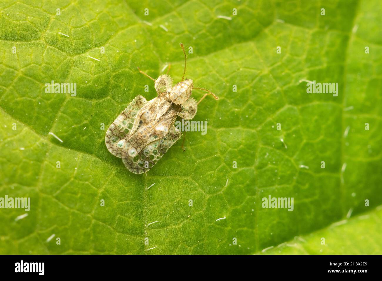 Top View on Chrysanthemum Lace Bug resting on a green leaf with copy space Stock Photo