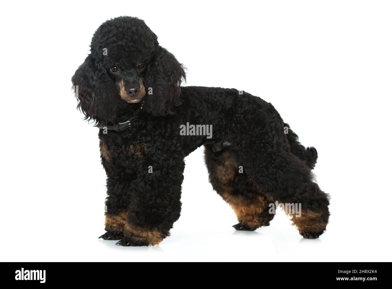 Poodle standing isolated on white background Stock Photo - Alamy