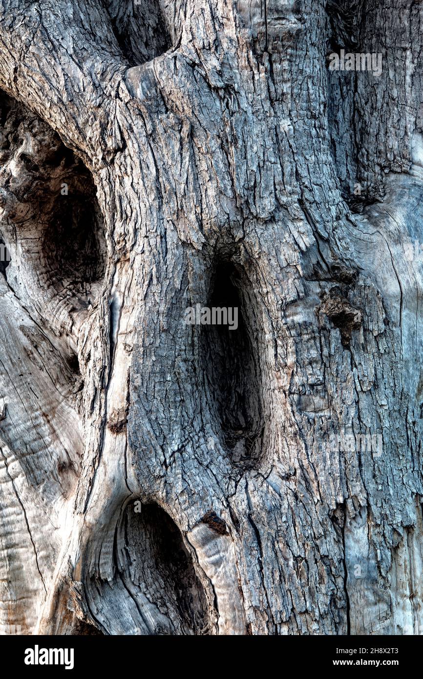Closeup on a old tree stump. Stock Photo