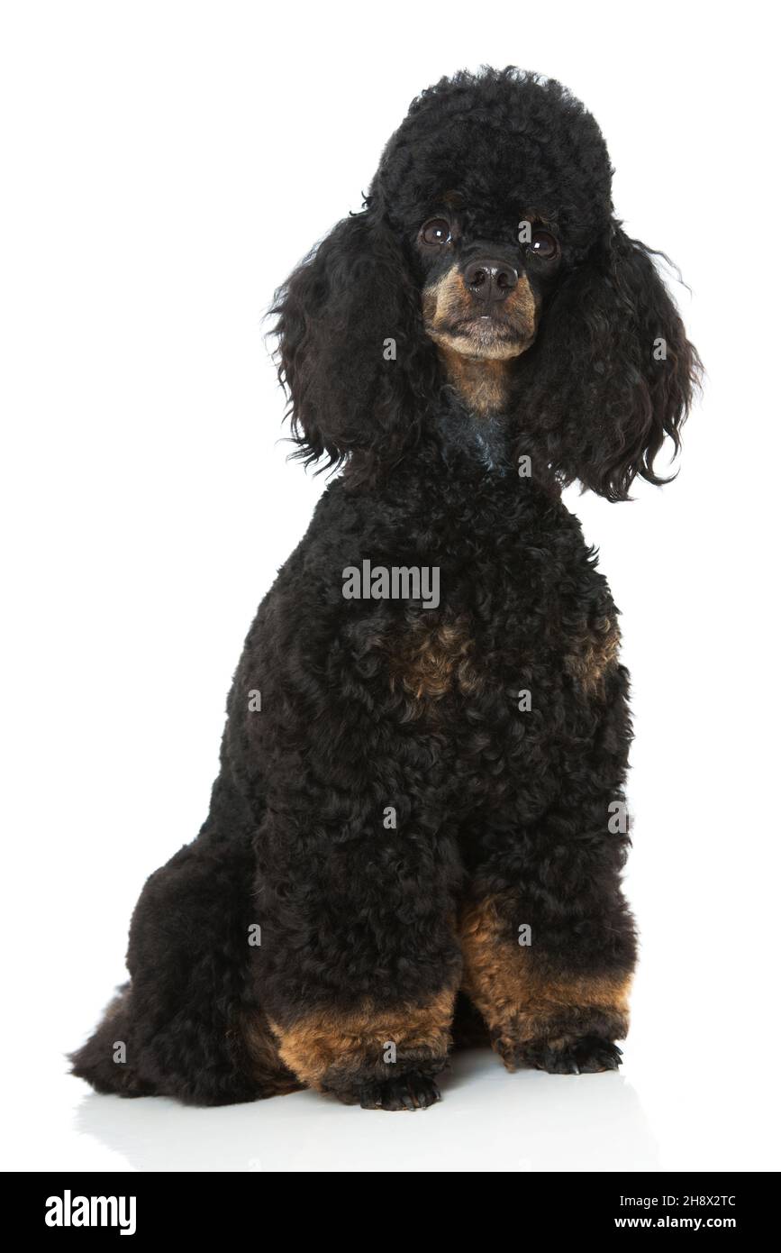 Poodle sitting isolated on white background Stock Photo - Alamy