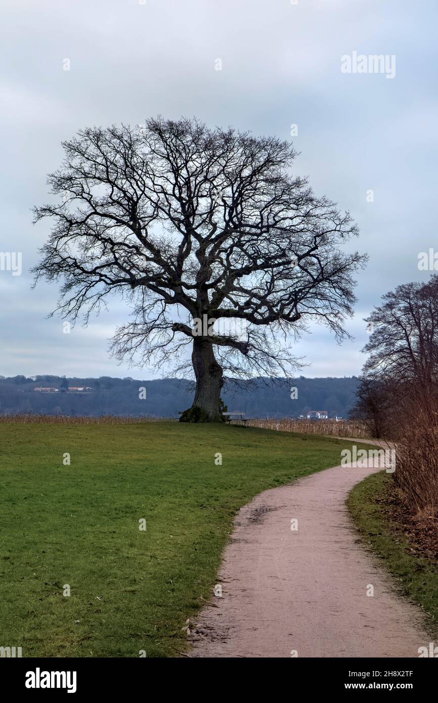 Naked tree in a park at Skanderborg, Denmark Stock Photo