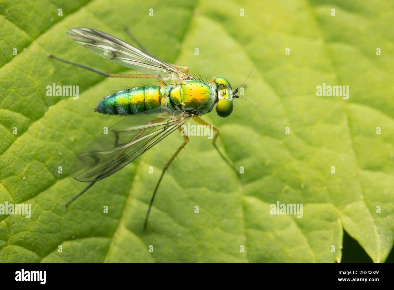 Top view on a Long Legged Fly with metalic green color and copy space Stock Photo