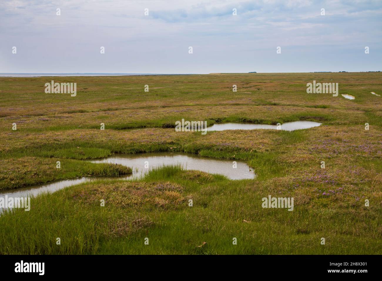 The marsh on the west coast of Jutland, Denmark Stock Photo