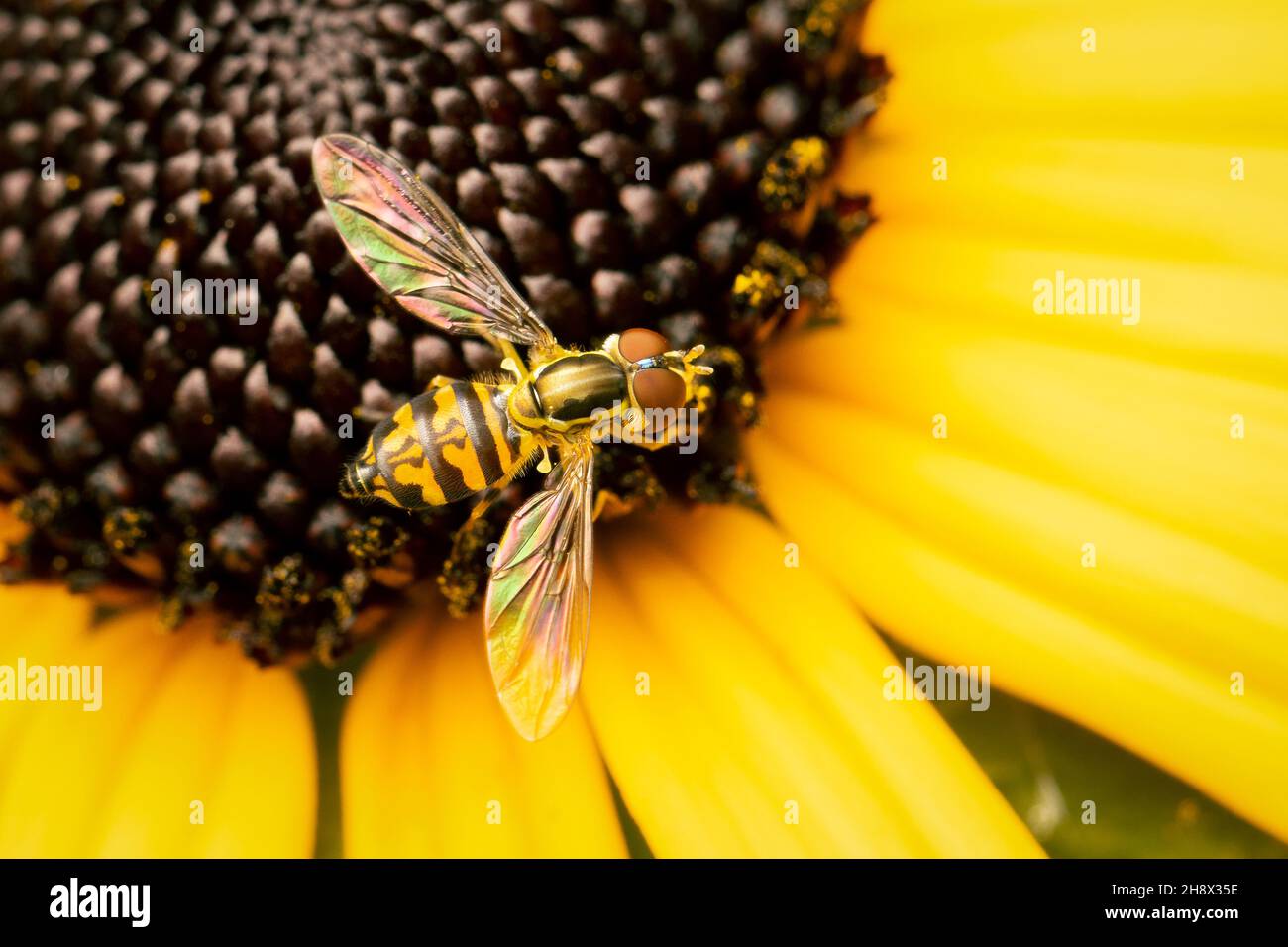 Small flower fly gathering pollen on a yellow rudbeckia flower with copy space Stock Photo