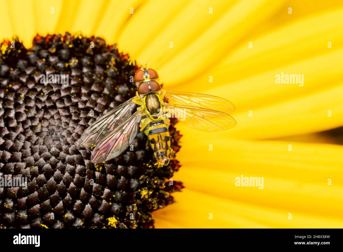Couple of flower flies mating on a yellow rudbeckia flower with copy space Stock Photo