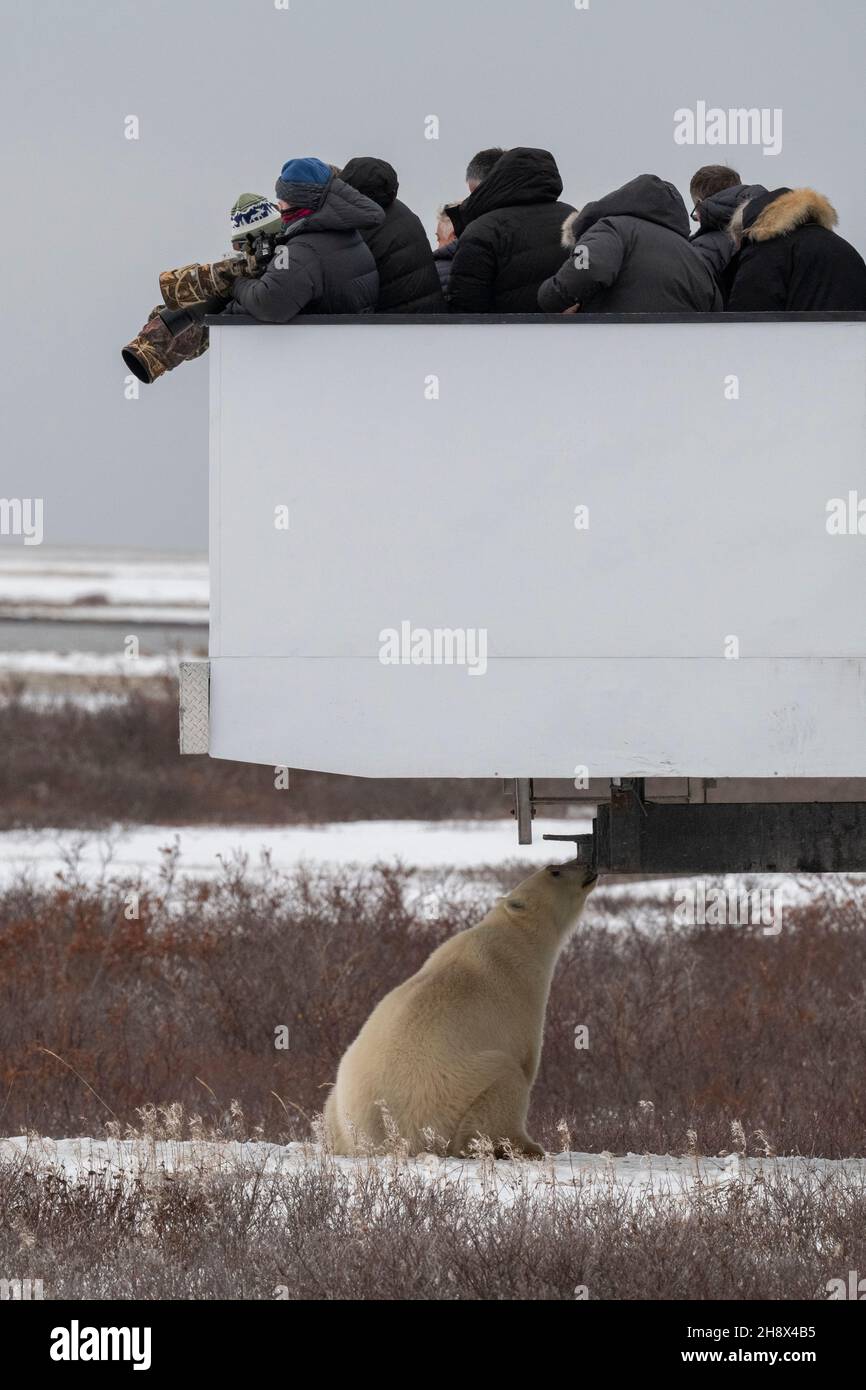 Tundra buggy hi-res stock photography and images - Alamy