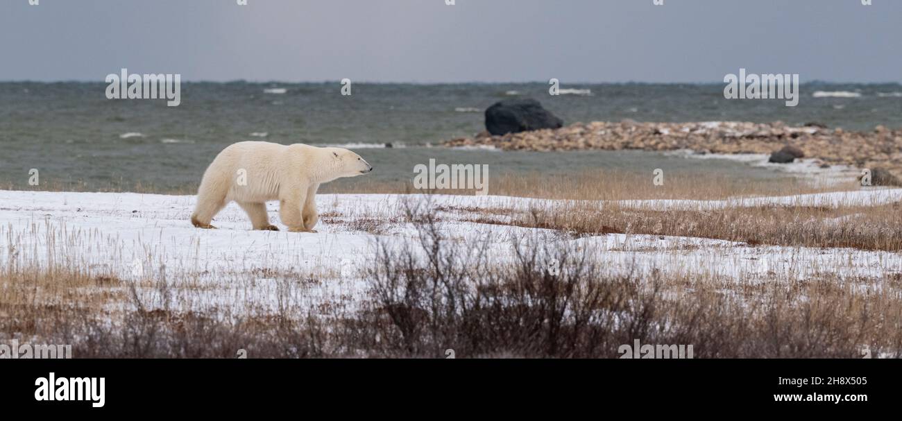 Canada, Manitoba, Churchill. Lone polar bear (WILD: Ursus maritimus) along Hudson's Bay. Stock Photo