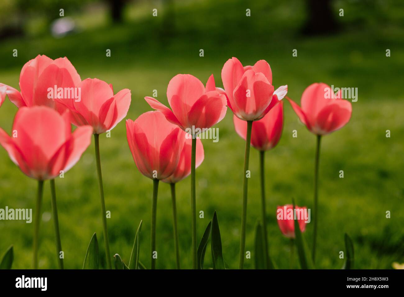 Colurful Tulips in the garden Stock Photo