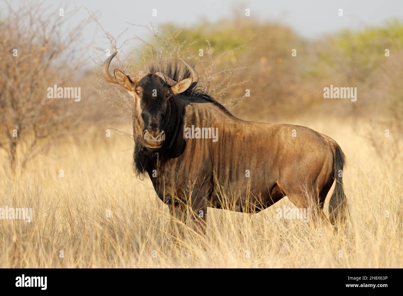 A blue wildebeest (Connochaetes taurinus) in natural habitat, South Africa Stock Photo