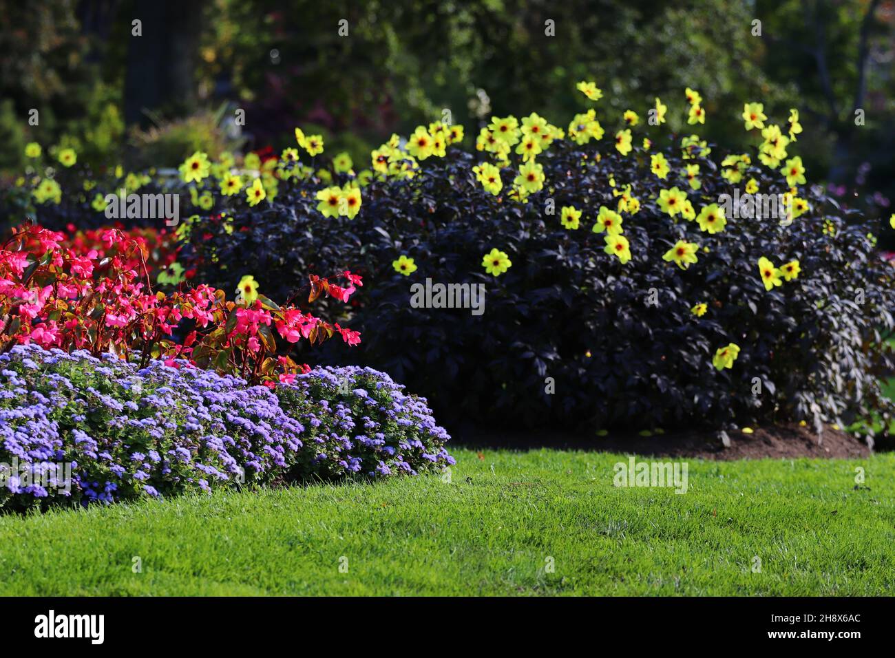Garden of beautiful colorful flowers on blurred background Stock Photo
