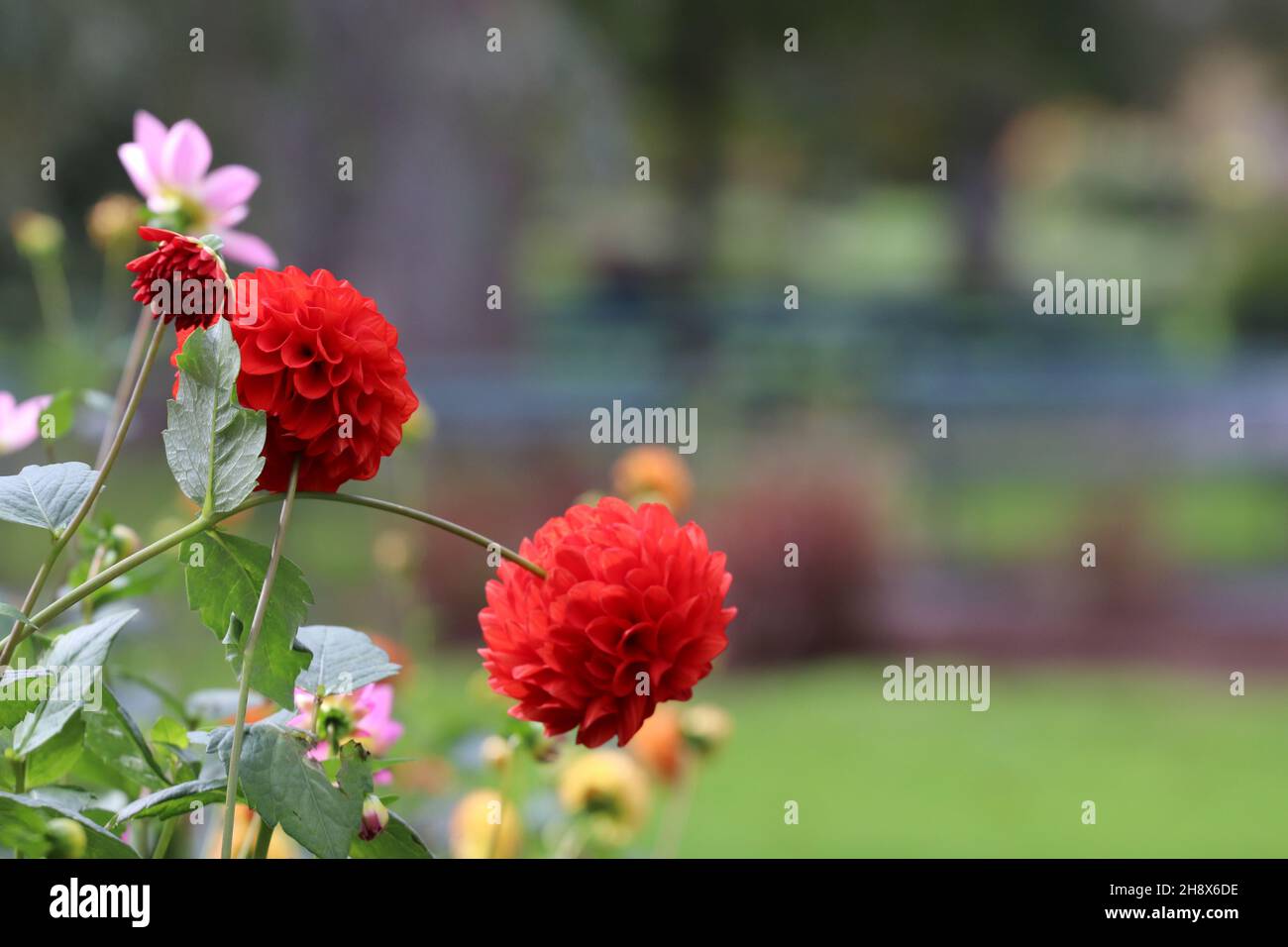Selective focus shot of red petaled Dahlia flowers Stock Photo