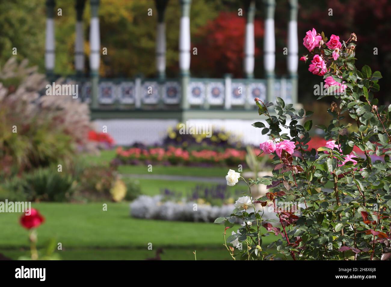 Beautiful flowers and bushes in the gardens of Halifax, Canada Stock