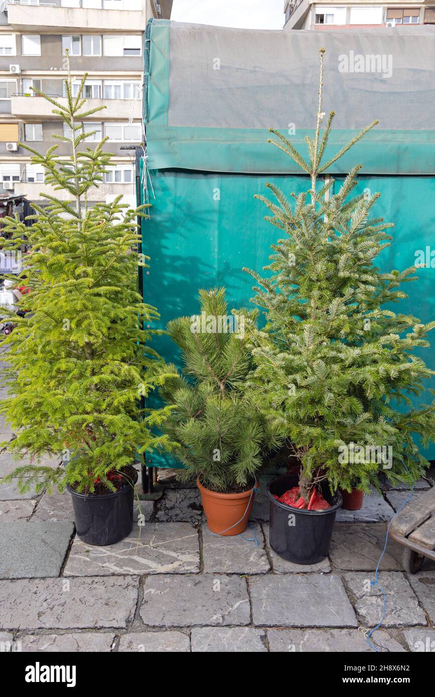 Evergreen Christmas Trees in Pots at Farmers Market Stock Photo Alamy