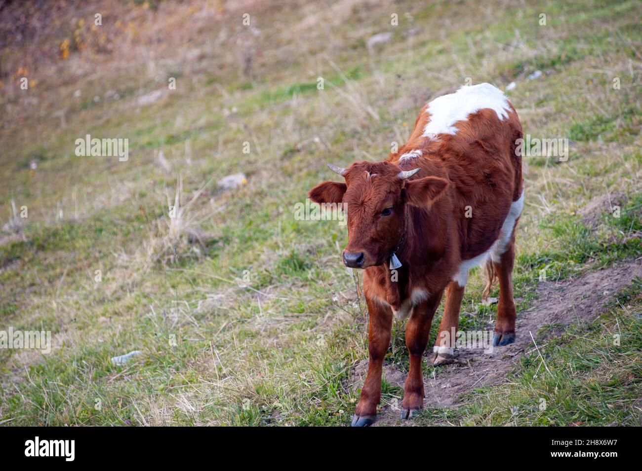 High angle shot of a brown cow on the meadow Stock Photo - Alamy