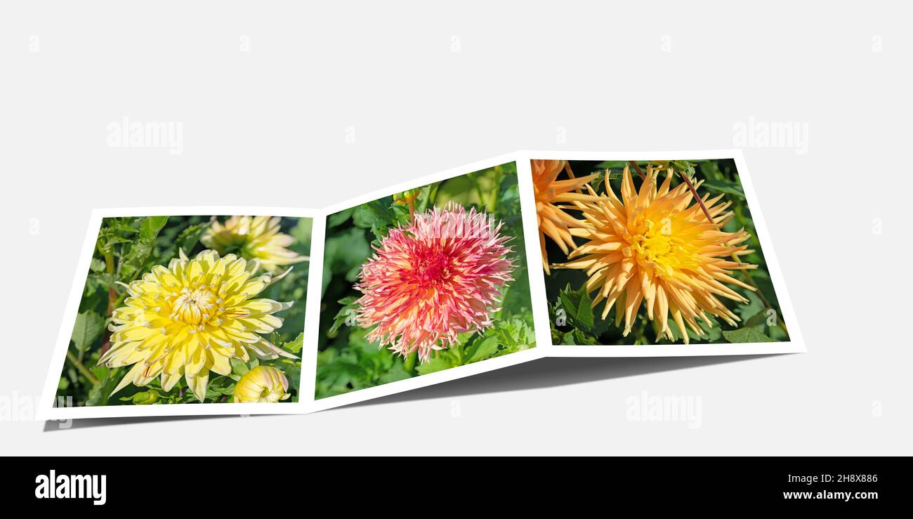 Blooming dahlias in a collage Stock Photo