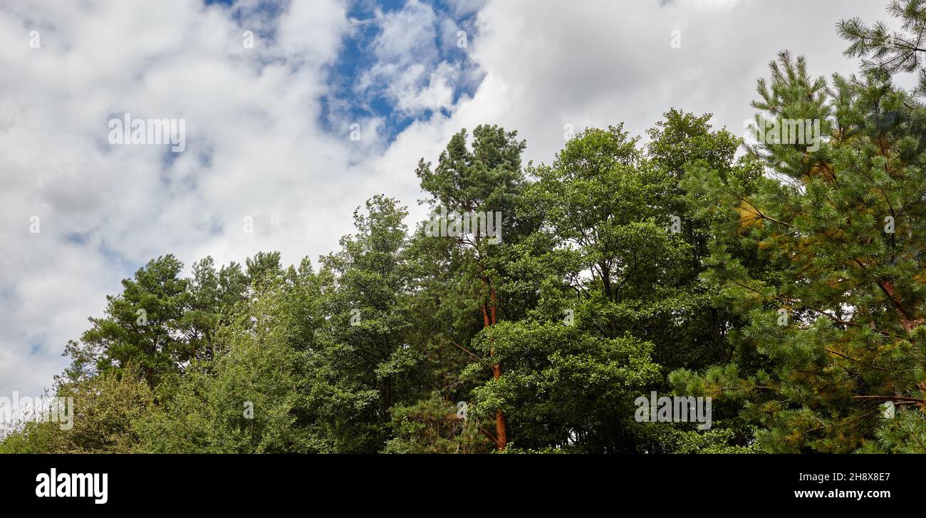 Panoramic photo of forest against the sky. Pine trees against a blue sky with clouds on a sunny day Stock Photo