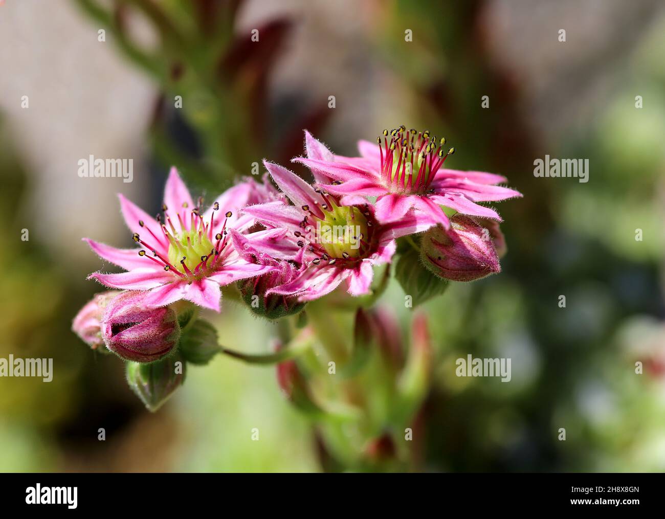Pink flower of the common houseleek Stock Photo