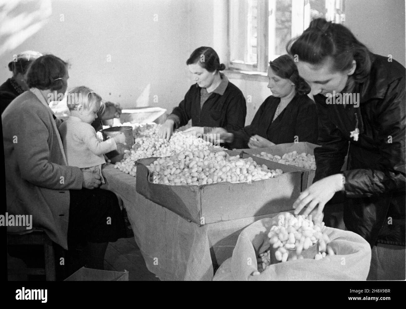 Milanówek, 1946. Centralna Doœwiadczalna Stacja Jedwabnicza. Zak³ad zajmowa³ siê hodowl¹ jedwabników i produkcj¹ tkanin. Za³o¿ony w 1924 r. przez Henryka i Stanis³awê Witaczków, po wojnie znacjonalizowany. Nz. sortowanie kokonów-k³êbuszków czyli jedwabnych oprzêdów. po/gr  PAP/Jerzy Baranowski      Milanowek, 1946. Central Experimental Silk Yarn Production Station. The plant was involved in silkworm breeding and silk production. Established in 1924 by Henryk and Stanislawa Witaczek, was nationalized after the war. Pictured: sorting cocoons.   po/gr  PAP/Jerzy Baranowski Stock Photo