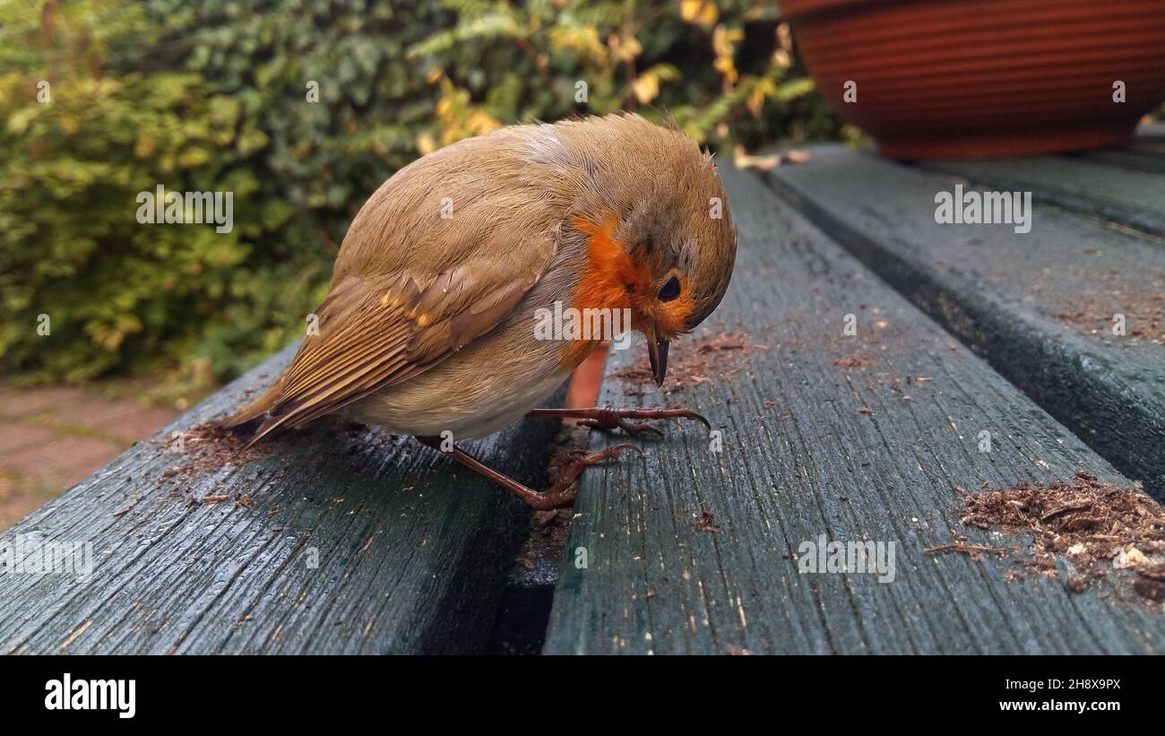 Dizzy robin after flying against a window Stock Photo - Alamy