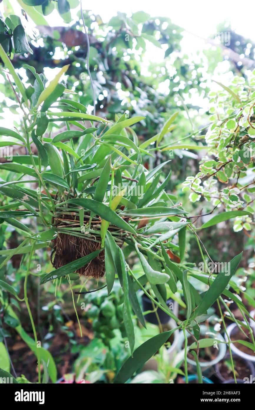 Dischidia Philippines ,Dischidiaor or Asclepiadaceae plant Stock Photo ...