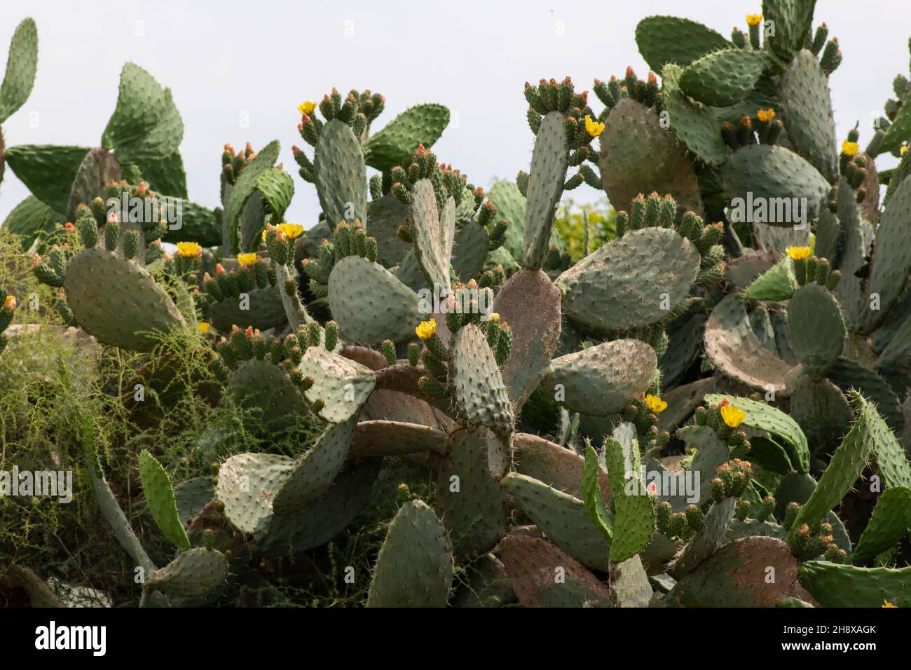 Edible cactuses hi-res stock photography and images - Alamy
