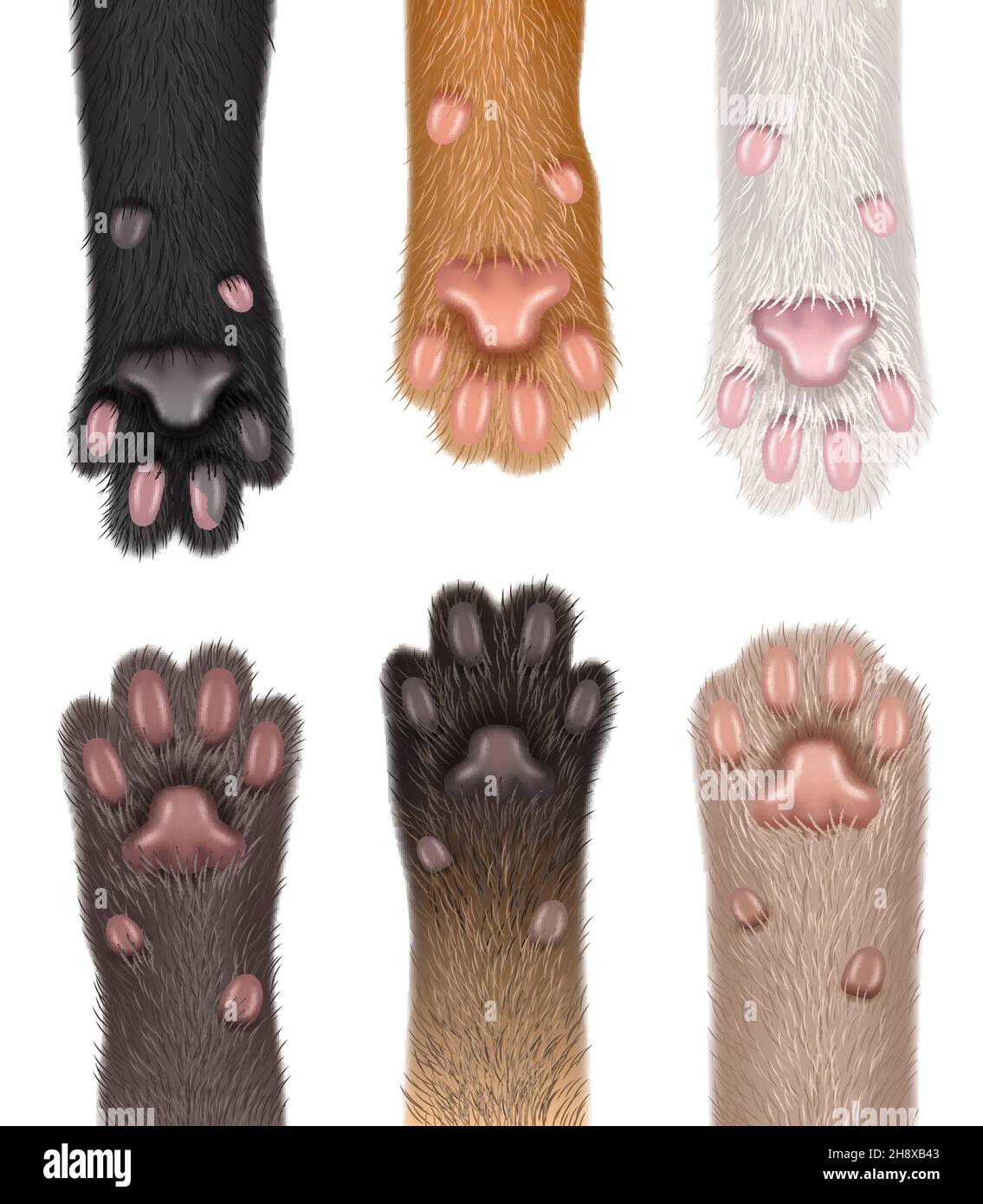 Paw cats. Collection of realistic domestic animals fluffy body parts