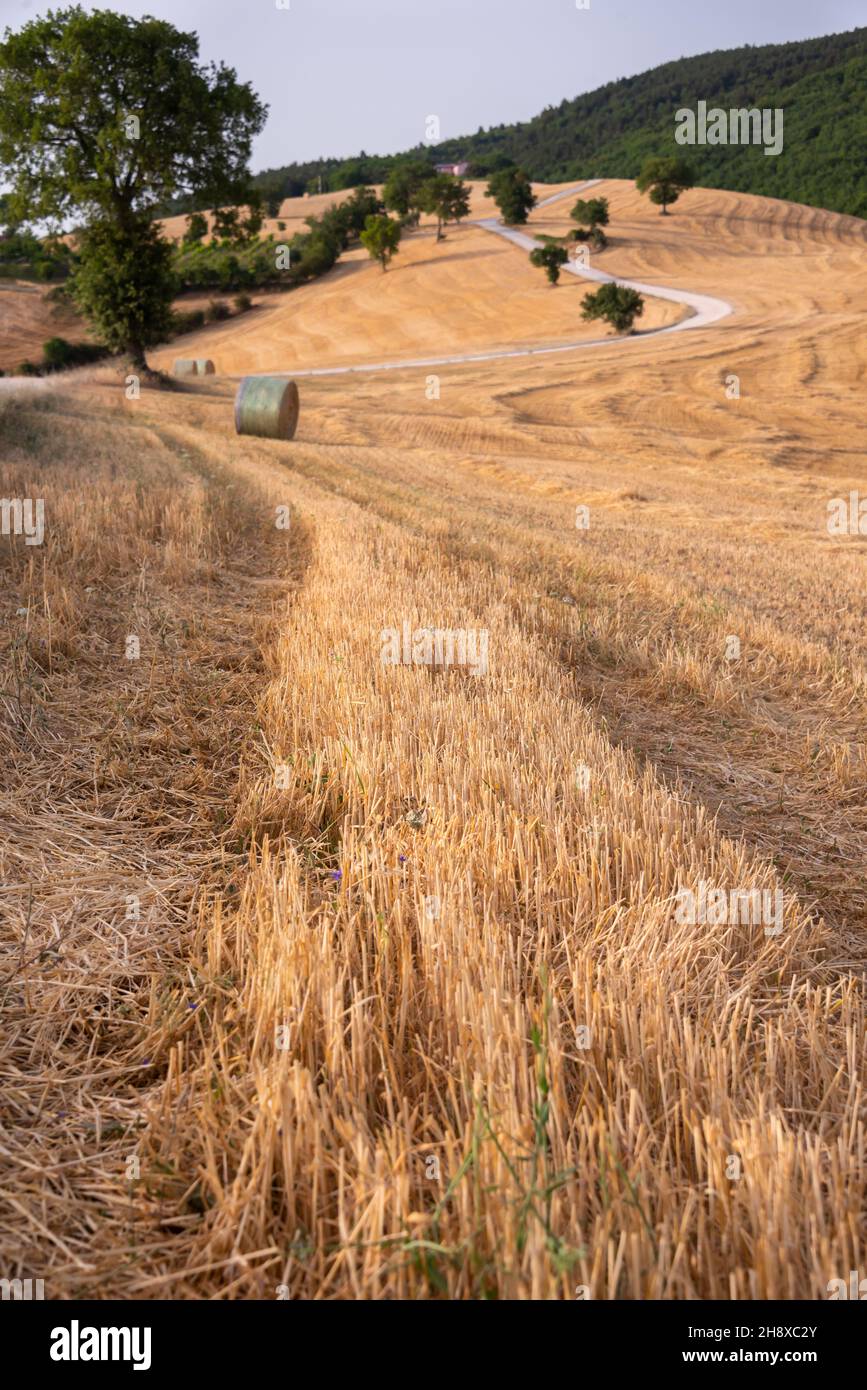 Rural landscape with hay bales in fields in countryside Stock Photo - Alamy
