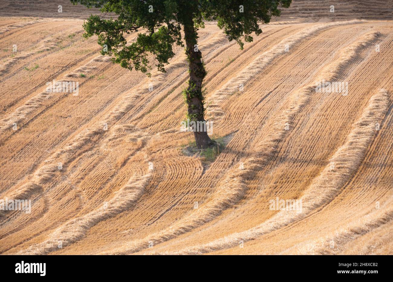 Rural landscape with farm fields and trees Stock Photo - Alamy