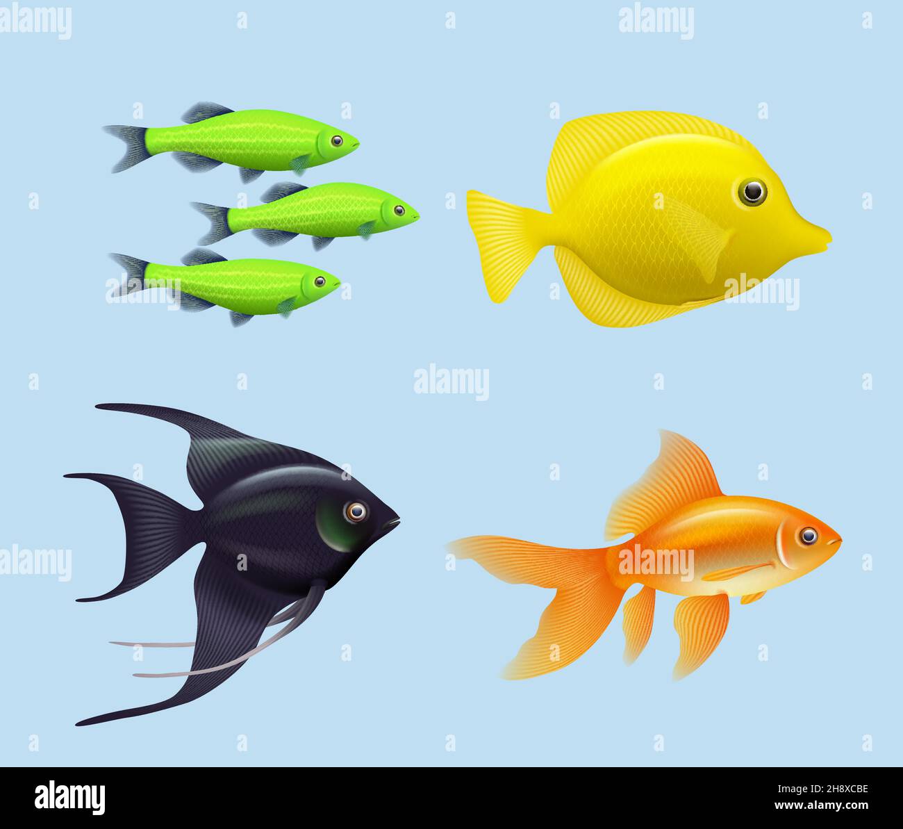 https://c8.alamy.com/comp/2H8XCBE/exotic-fishes-realistic-underwater-life-aquarium-drawing-colored-fishes-decent-vector-illustration-collection-isolated-2H8XCBE.jpg